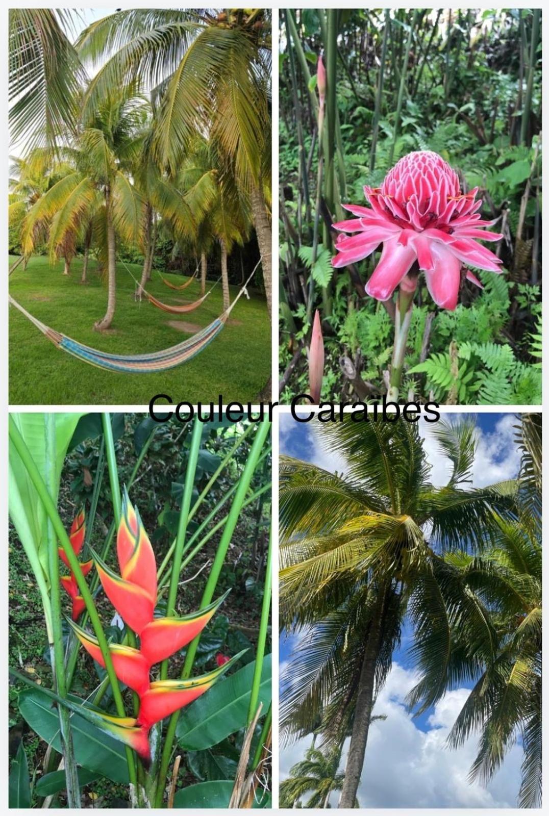 Couleur Caraibes-Cocobeach Martinique Pierre Et Vacances Sainte-Luce Exterior photo